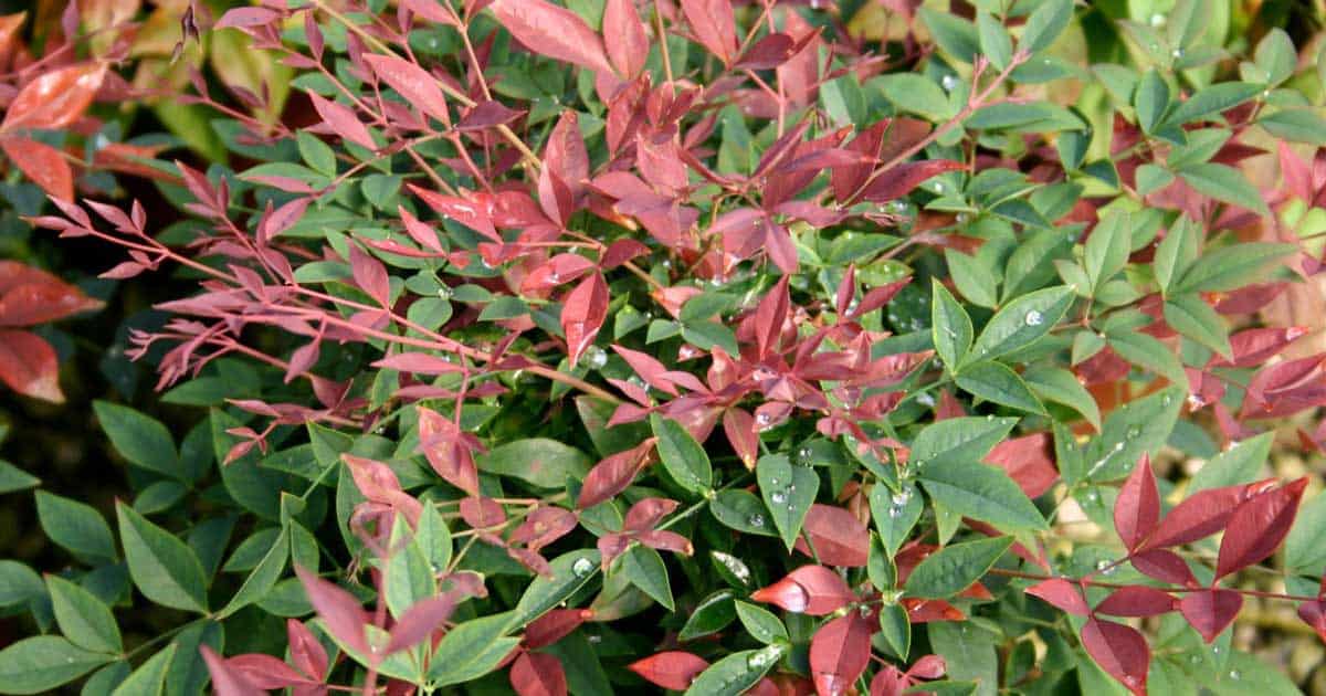 Obsession Nandina