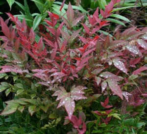Red and green layered foliage of Obsession Nandina