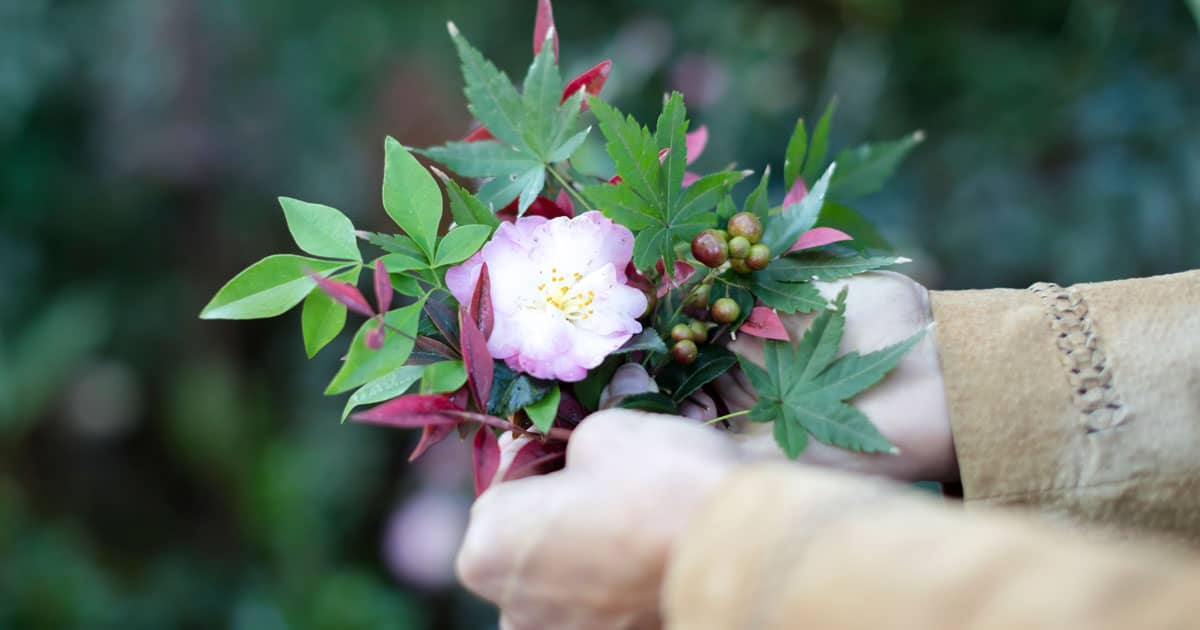 Close up of October Magic Camellia