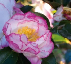 Inspiration October Magic Camellia in white with pink edged petals