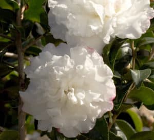 October Magic Snow, bright white flowers with magenta edges with evergreen leaves