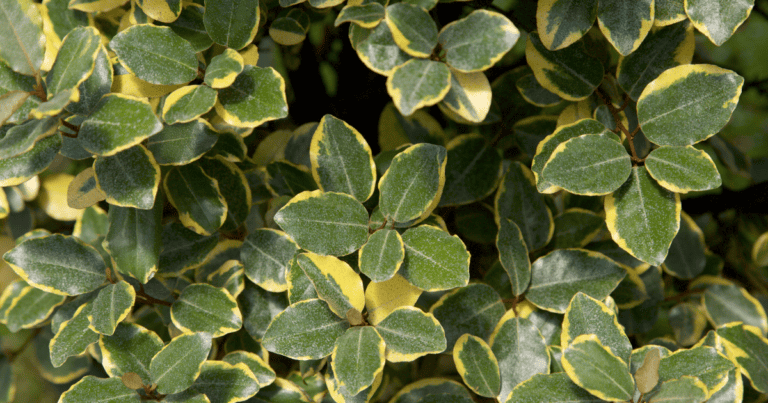 Olive Martini Elaeagnus