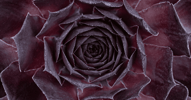 SUPERSEMPS® 'Onyx' Sempervivum image