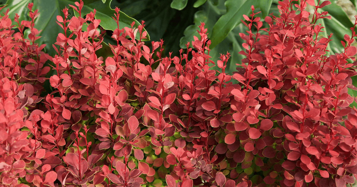 Close-up of red foliage on Barberry bushes, with green leaves in the background.