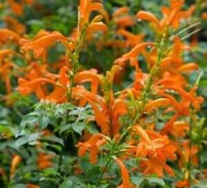 Cape Town™ Orange Tecomaria
