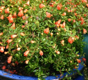 Orange Blossom Special Dwarf with green leaves