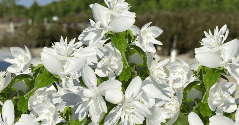 Pearls of Perfume™ Philadelphus PP32770 image