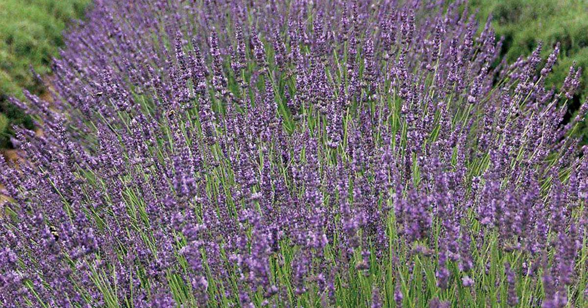 Phenomenal™ Lavender