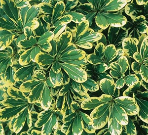 Close up view on Mojo Pittosporum foliage that is medium green with large cream colored margin