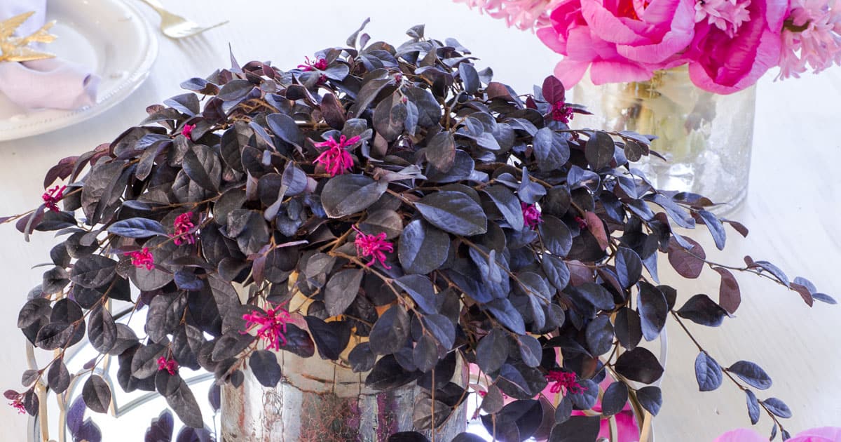 Showy pink flowers and rich purple foliage all season