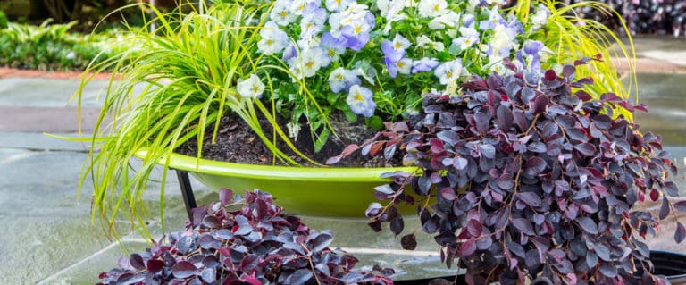 Purple Pixie in front of yellow grass in containers up close