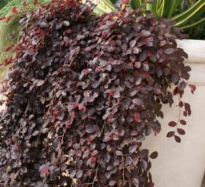 Purple Pixie up Close in white container up close