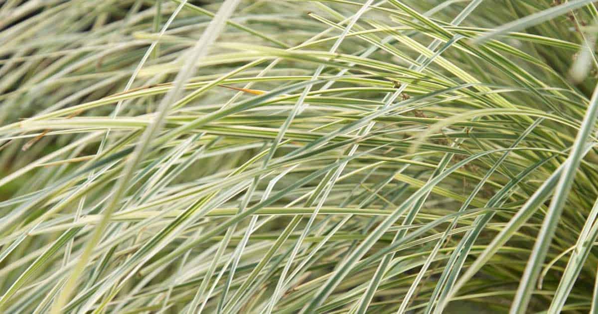 platinum beauty lomandra