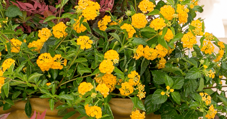 Pot of Gold Little Lucky™ Lantana image