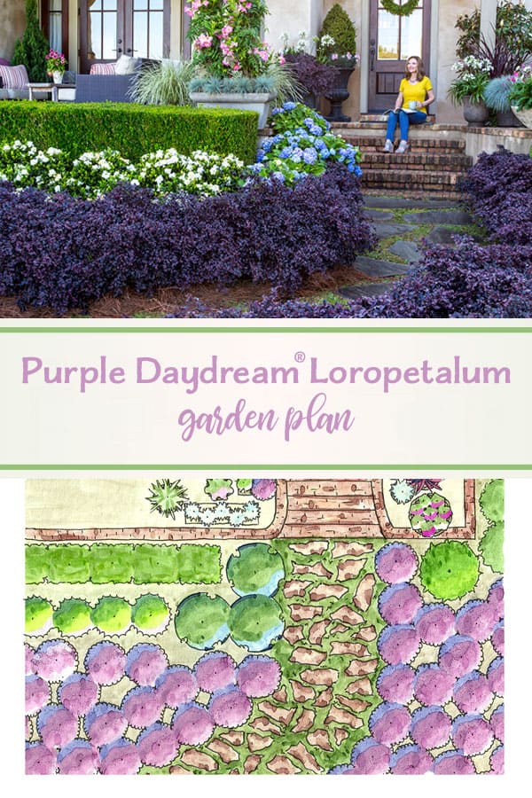 Purple DayDream Loropetalum Garden Plan