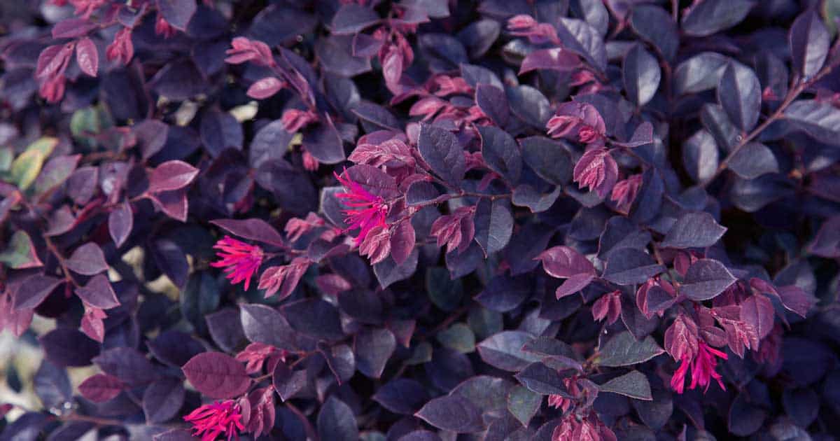 purple daydream loropetalum