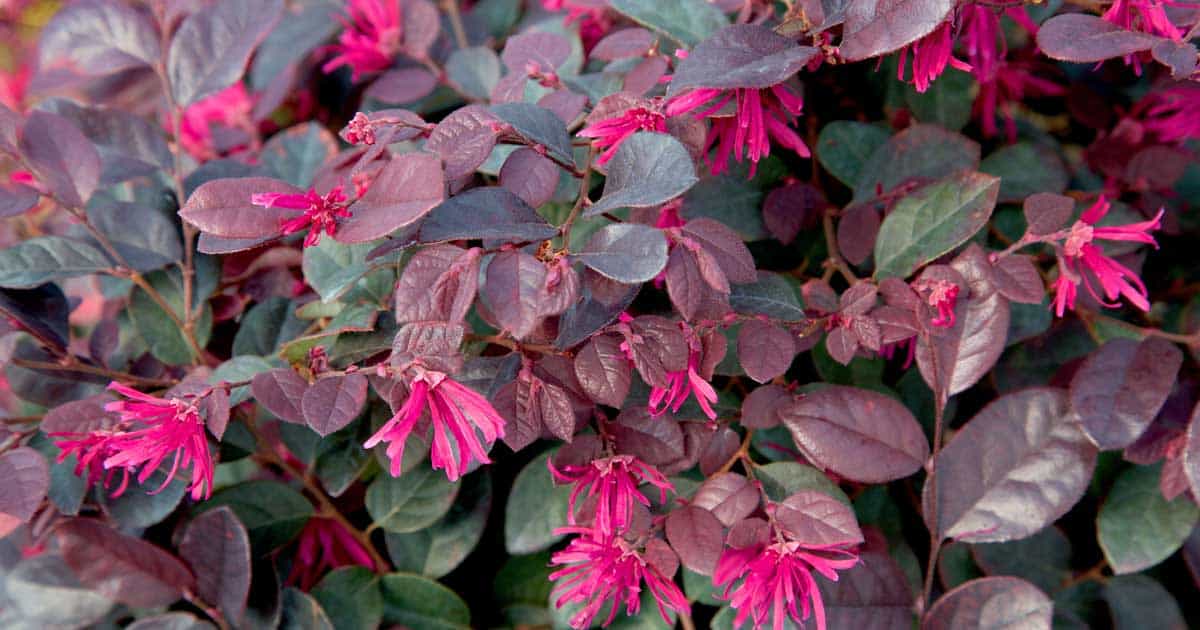 purple diamond loropetalum
