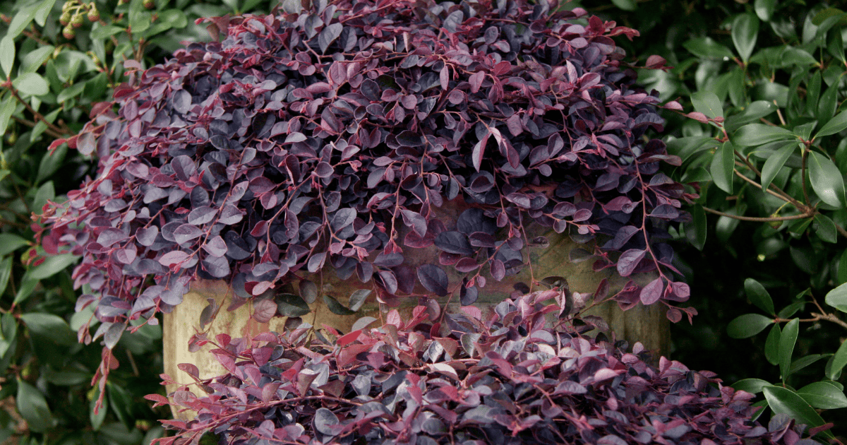 A planter is overflowing with vibrant purple-leafed foliage, set against a background of lush green leaves.
