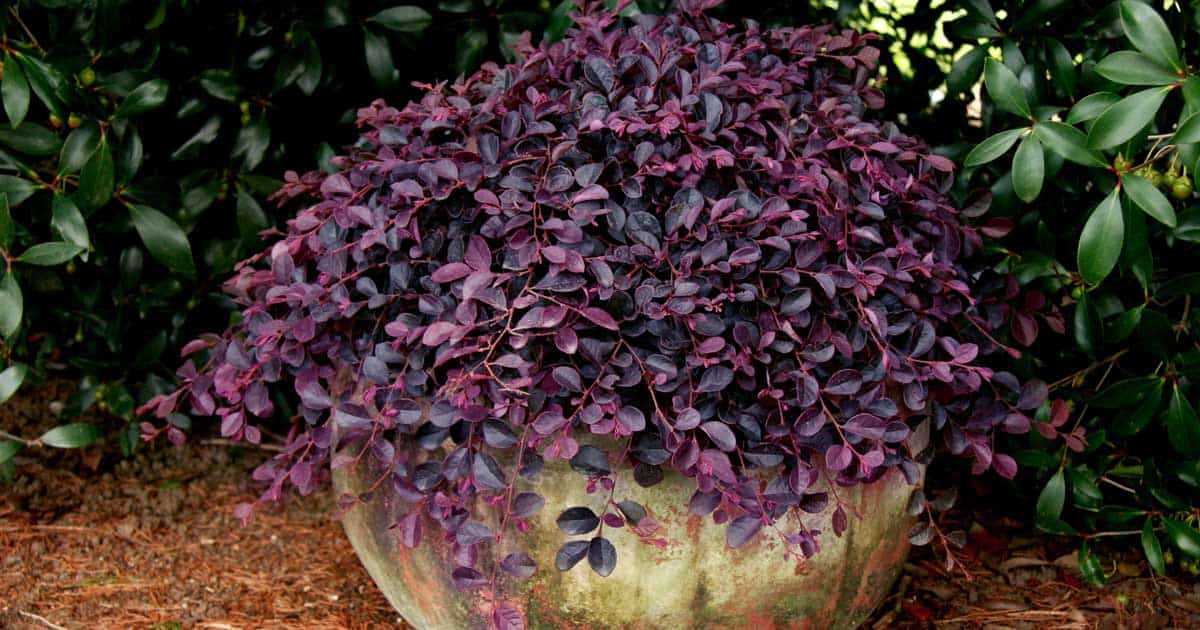 purple pixie loropetalum