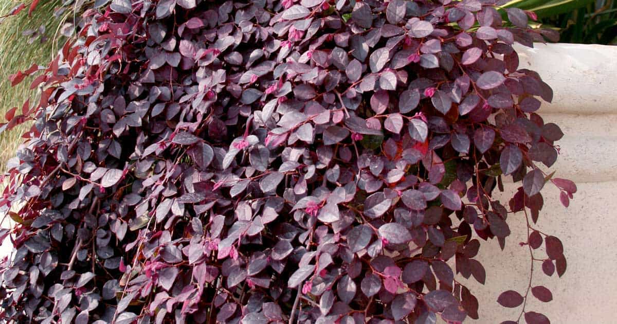 Purple Pixie Loropetalum