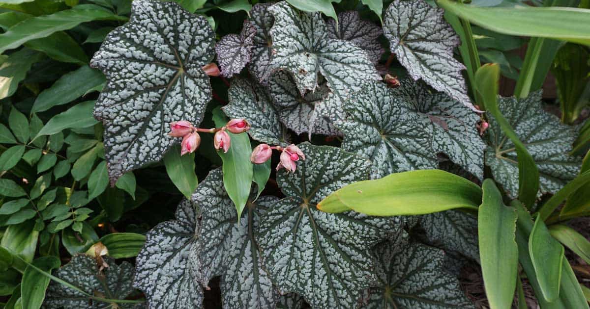 Sterling Moon Lunar Lights™ Begonia