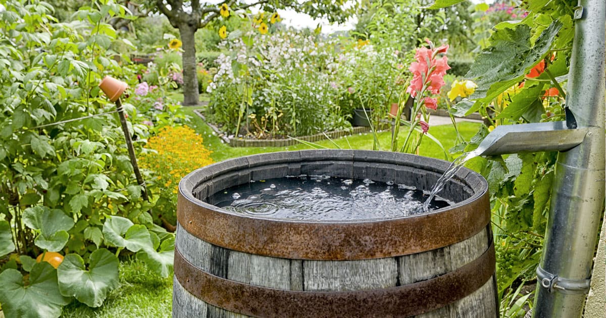 Rain Collection for the Garden