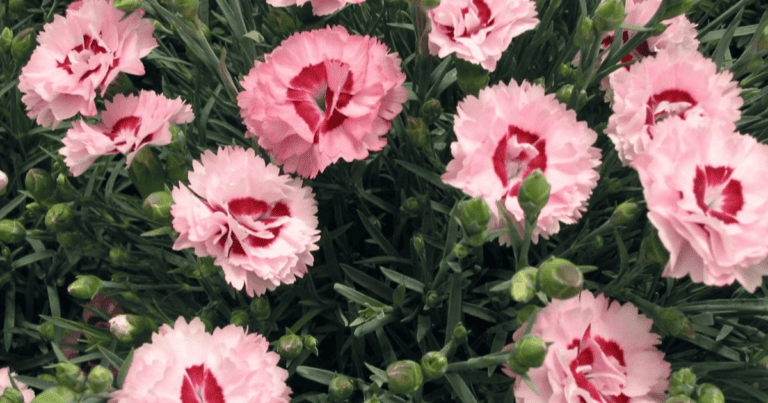 Scent First® Raspberry Surprise Dianthus image
