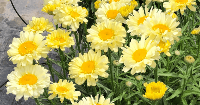 REALFLOR® Real Cream Leucanthemum image