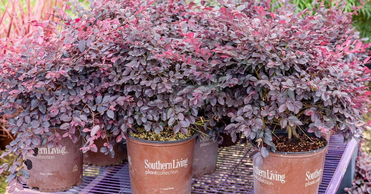 red diamond loropetalum