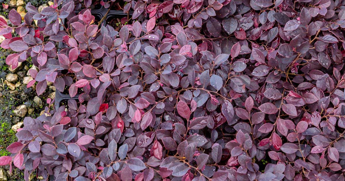 red diamond loropetalum