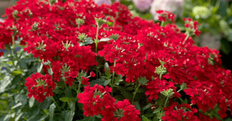 Red EnduraScape™ Verbena image
