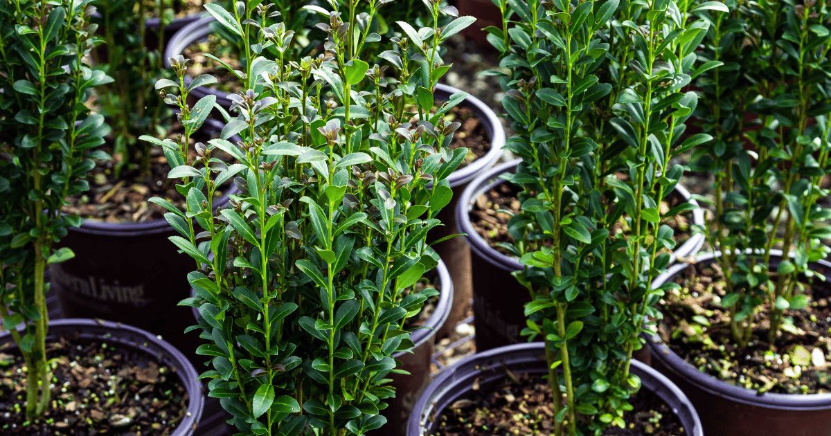 Several potted green plants with healthy leaves are grouped together outdoors in brown plastic pots.
