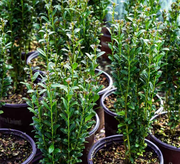 small red sky ilex holly plant in nursery pot