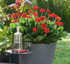 Southern perennial offers strong pest/disease resistance and cold-hardiness to zone 7. Enjoy extended flowering with up to 100 flowers on 12- to 14-inch stems