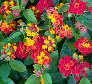 A heat and humidity lover, with brightly colored blossoms which last through the summer and into fall