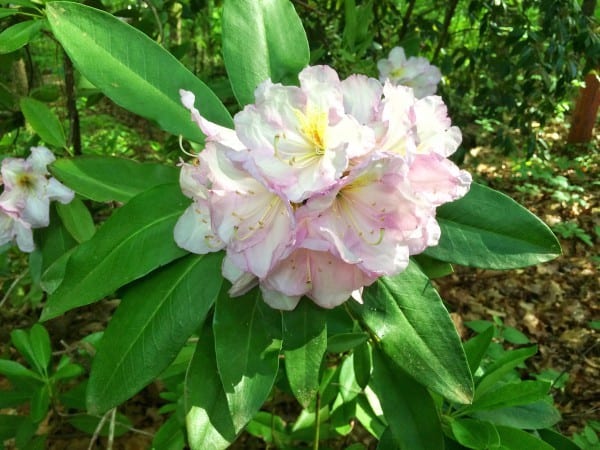 Soft pink rhododendron with long green leaves close up