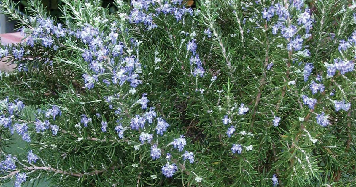 Flowering Rosemary