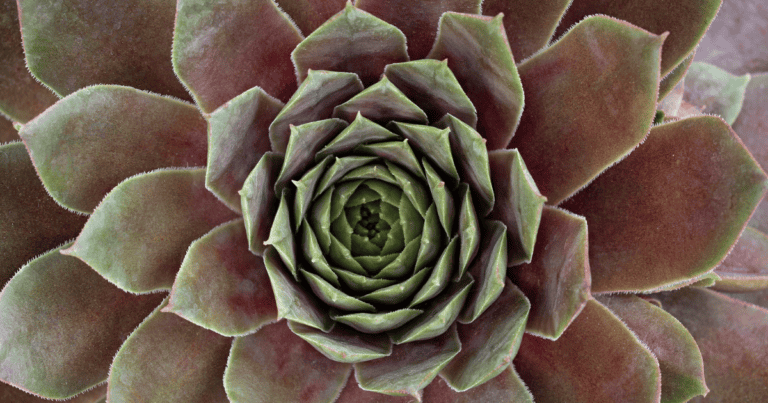 SUPERSEMPS® 'Ruby' Sempervivum image