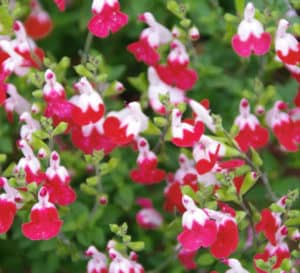 Little Kiss Salvia blooms cover the sprawling greenery in red and white