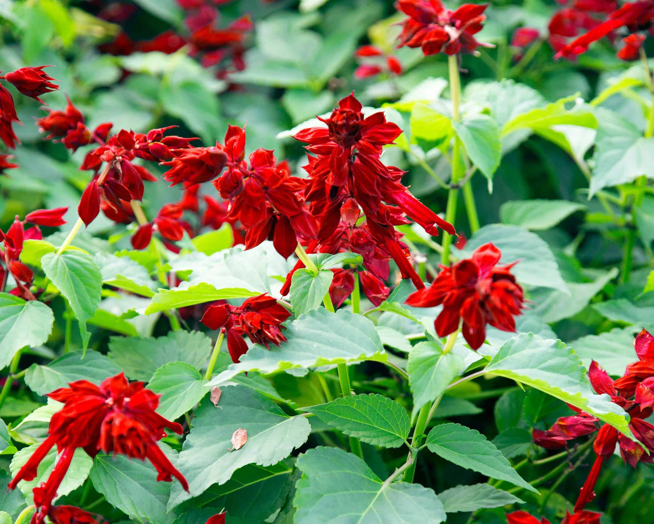 saucy red salvia