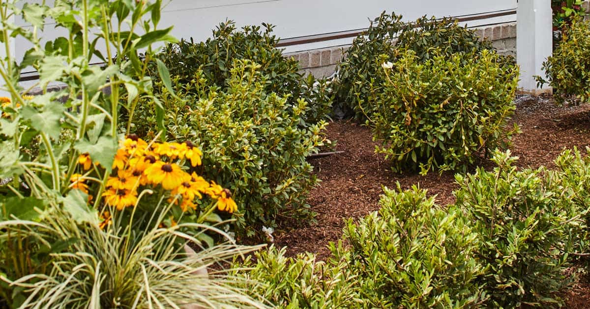 Southern Living idea house 2022