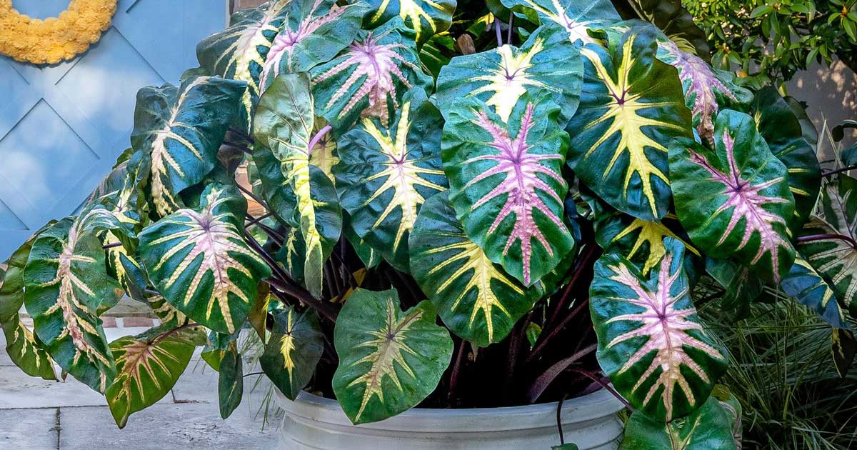 Royal Hawaiian® ‘Waikiki’ Colocasia