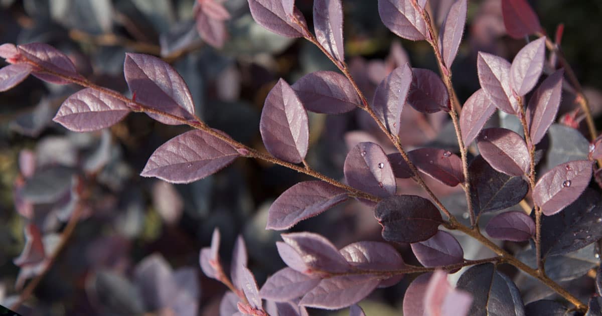 How to Plant a Snip and Clip Garden