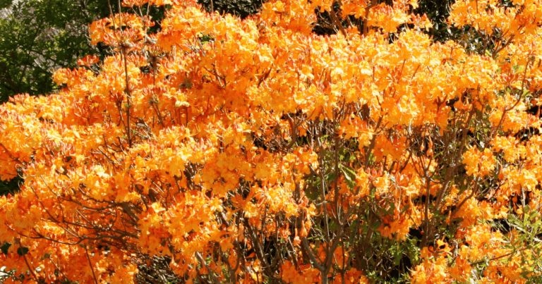 Solar Flare Azalea, bright yellow petals tinted with orange