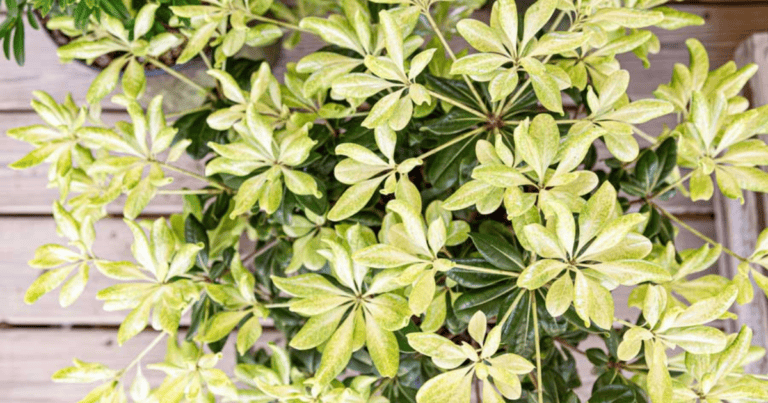 Spring Bouquet™ Pittosporum image