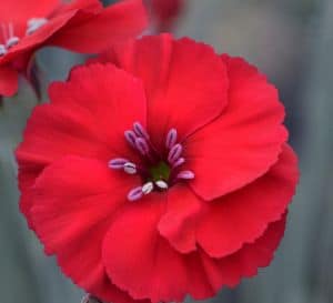 Close-up of a vibrant red flower with scalloped petals and a cluster of small purple stamens at the center.