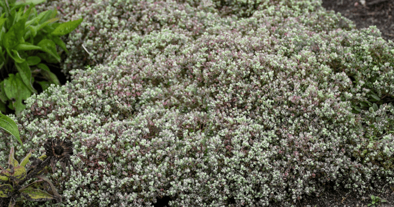Close-up of a Steel the Show Sedum plant with small, greenish-gray leaves and light pink buds.