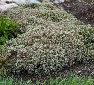 A green and pinkish-white sedum in a garden area with some surrounding grass and foliage.