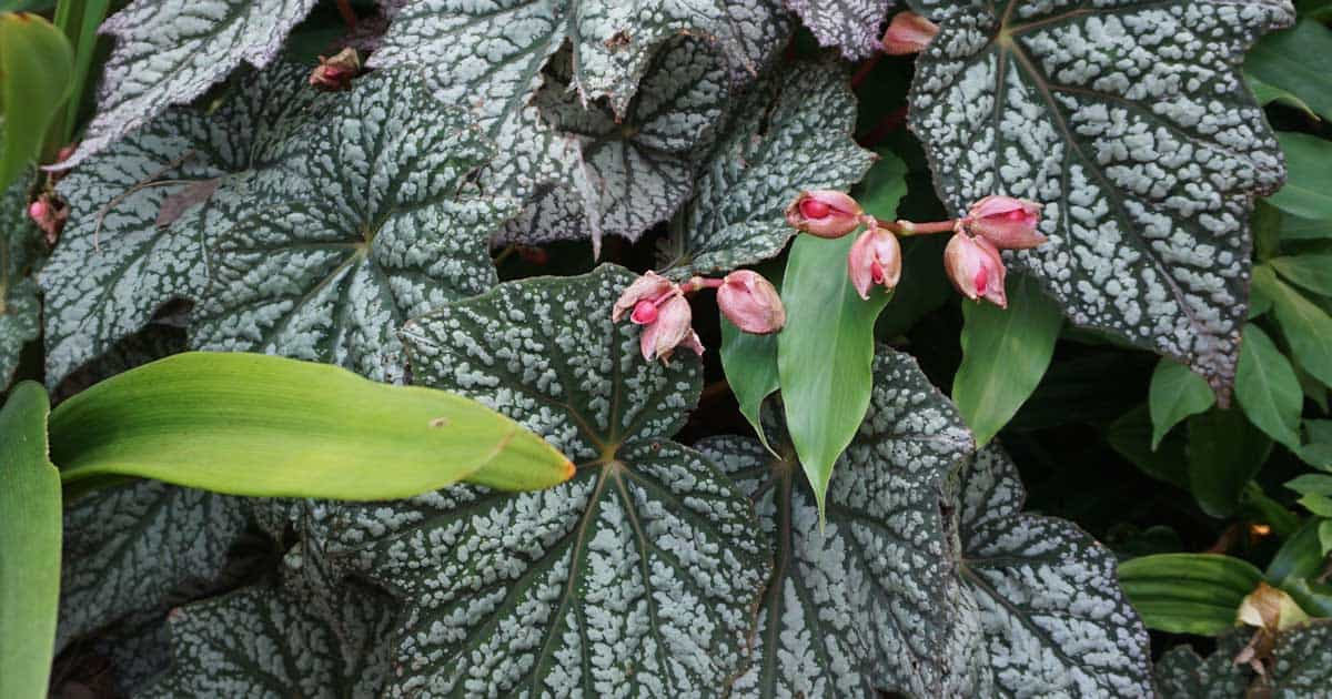 sterling moon begonia close up