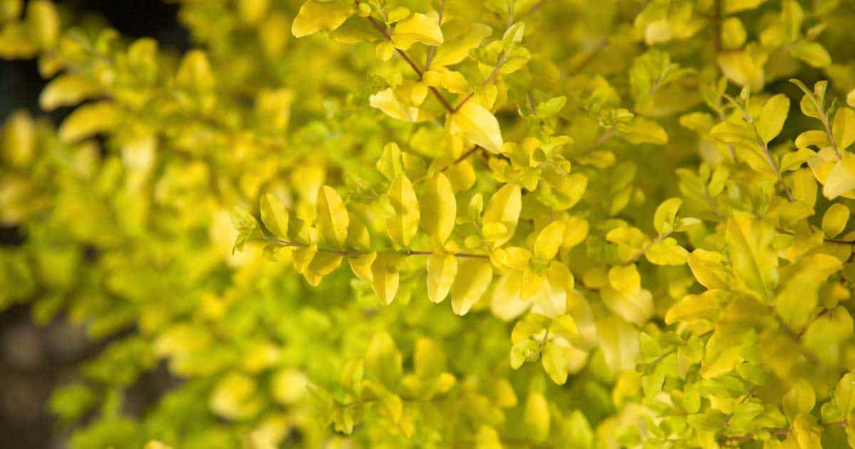 sunshine ligustrum close up